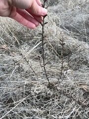 Bellardia viscosa