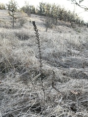 Bellardia viscosa