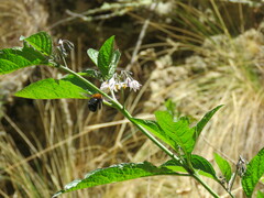 Xylocopa rufidorsum