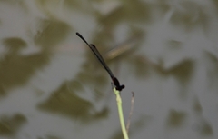 Prodasineura verticalis