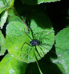 Sadocus dilatatus