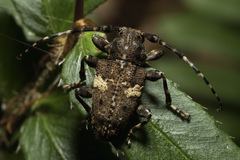 Aegomorphus quadrigibbus