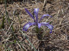 Iris tenuifolia