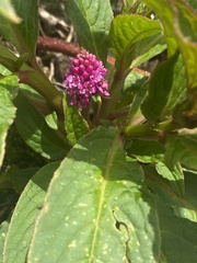Phytolacca bogotensis