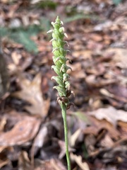 Spiranthes ovalis