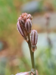 Asphodelus fistulosus