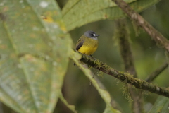 Myiotriccus ornatus