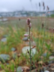 Asphodelus fistulosus
