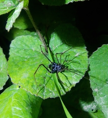 Sadocus dilatatus