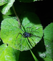 Sadocus dilatatus