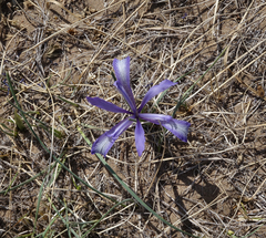 Iris tenuifolia