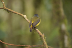 Myiotriccus ornatus