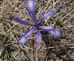 Iris tenuifolia
