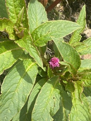 Phytolacca bogotensis