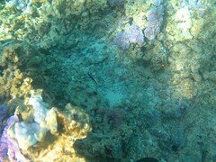 Labroides phthirophagus