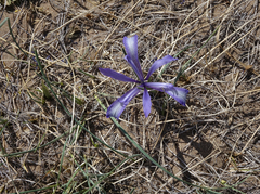 Iris tenuifolia