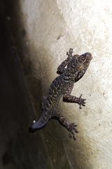 Cyrtodactylus marmoratus