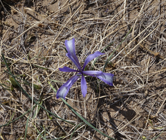 Iris tenuifolia