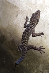 Cyrtodactylus marmoratus