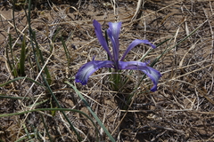 Iris tenuifolia