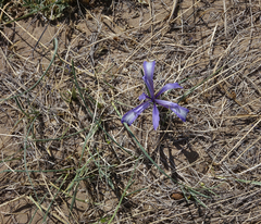 Iris tenuifolia