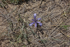 Iris tenuifolia