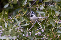 Baeolophus wollweberi