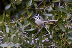 Baeolophus wollweberi