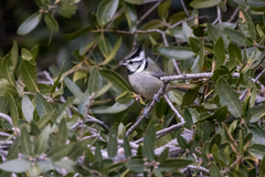 Baeolophus wollweberi