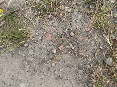 Lepidium perfoliatum