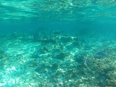 Monotaxis grandoculis