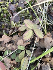 Fragaria