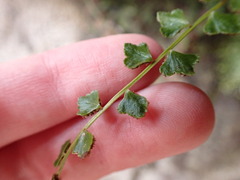 Asplenium flabellifolium