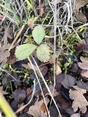 Fragaria