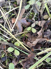 Fragaria