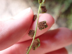 Asplenium flabellifolium