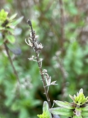 Symphyotrichum dumosum