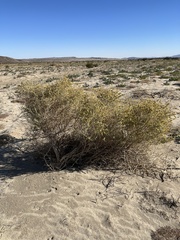 Atriplex canescens laciniata
