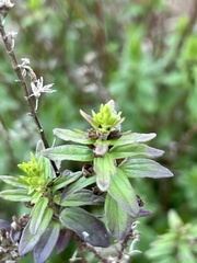 Symphyotrichum dumosum
