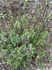 Symphyotrichum dumosum