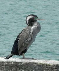 Phalacrocorax punctatus