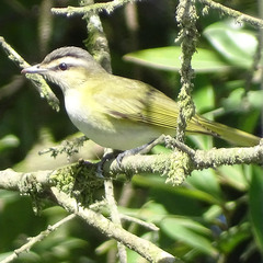 Vireo chivi