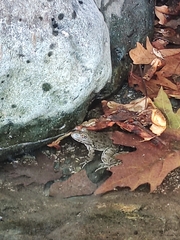 Pelophylax bedriagae