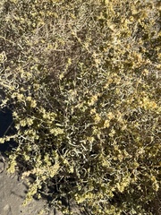 Atriplex canescens laciniata