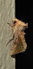 Thysanoplusia orichalcea