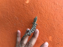 Abronia oaxacae