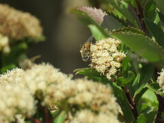 Eristalis bogotensis