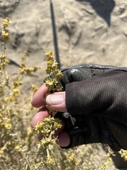 Atriplex canescens laciniata