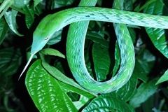 Ahaetulla prasina