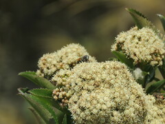 Eristalis bogotensis